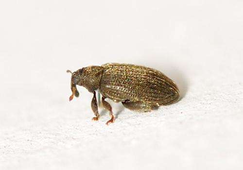 Orchestes fagi